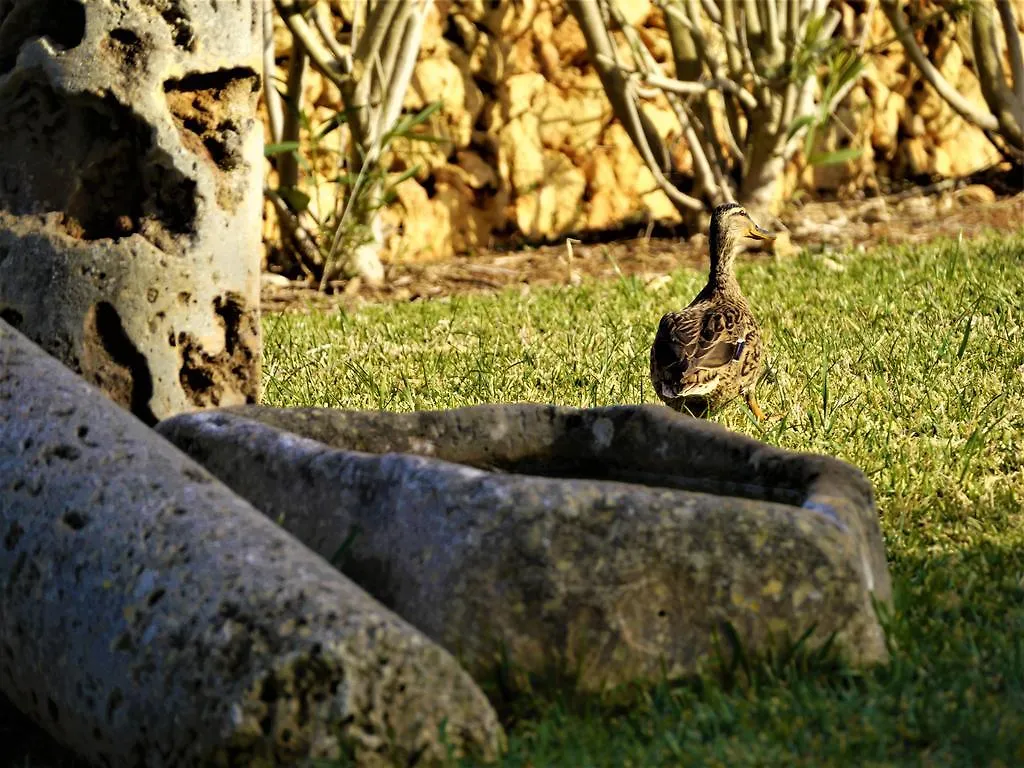 Can Barcelo Villa Manacor  Spain